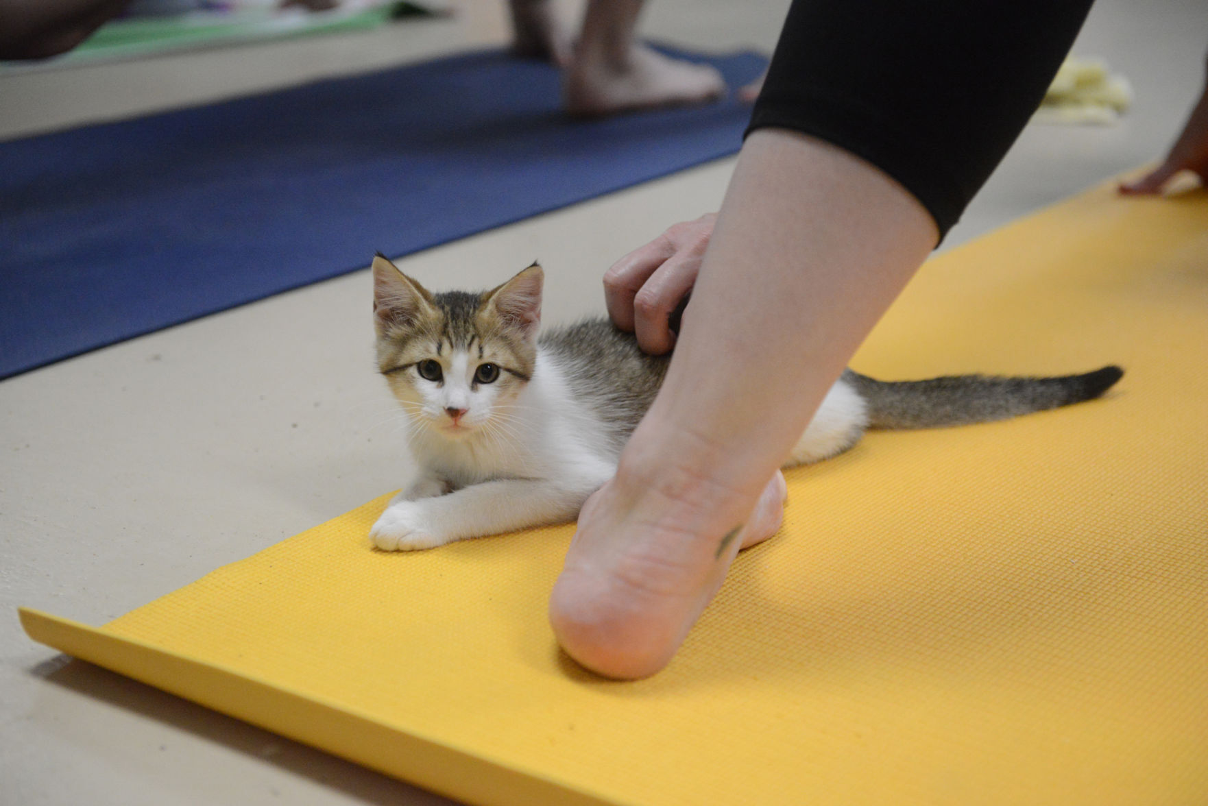 Cat Yoga at Aggieland Humane Society